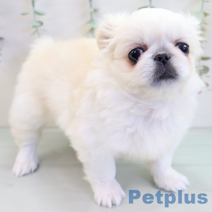 ペキニーズの写真2