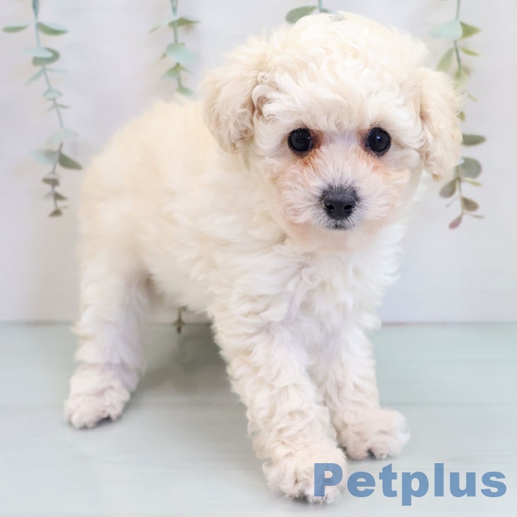 トイ・プードル