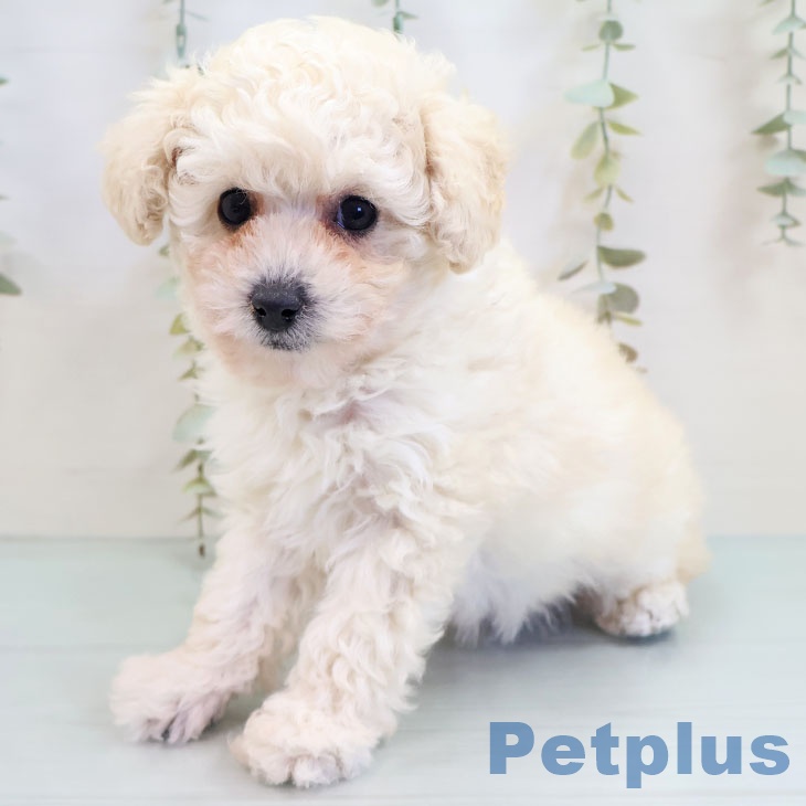 トイ・プードル