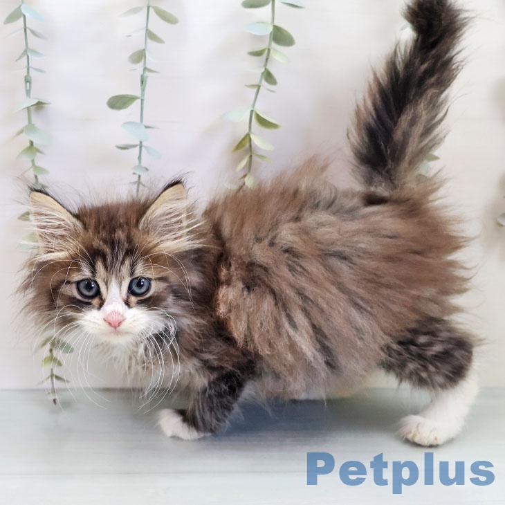 ノルウェージャンフォレストキャット