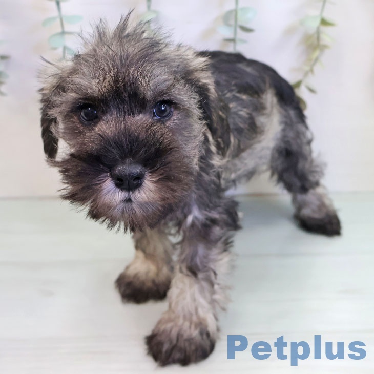 ミニチュア・シュナウザーの写真2