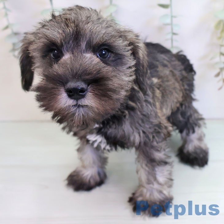 ミニチュア・シュナウザーの写真2