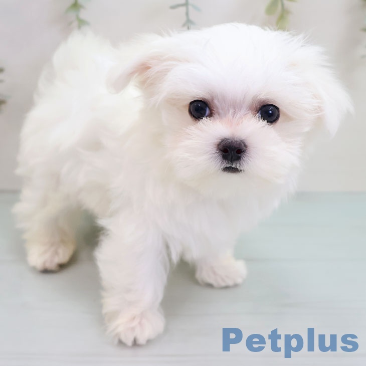 マルチーズの写真2