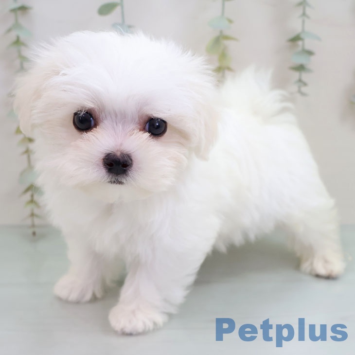 マルチーズの写真2