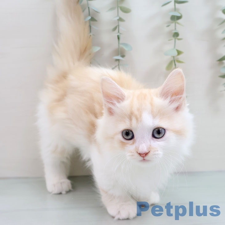 マンチカンの写真2