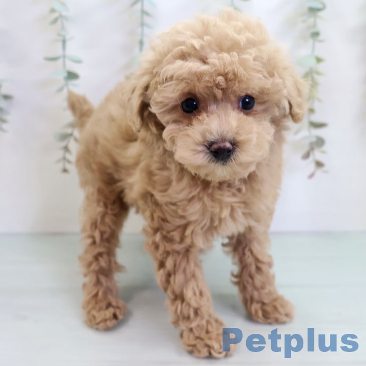 トイ・プードル