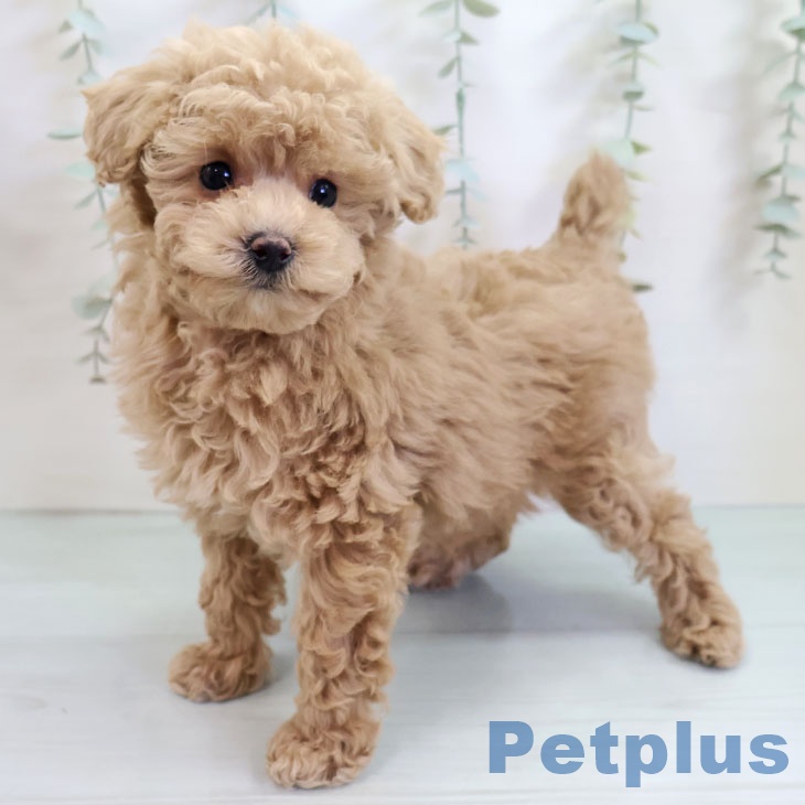 トイ・プードル