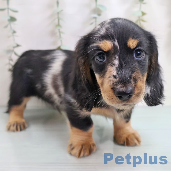 ミニチュア・ダックスフンド