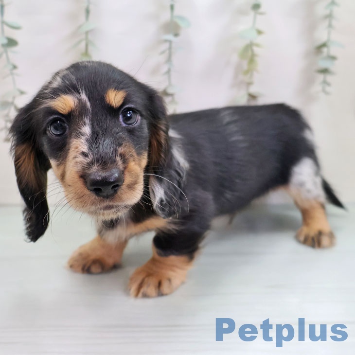 ミニチュア・ダックスフンドの写真2