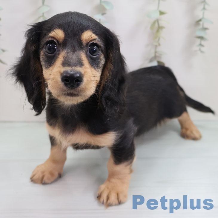 カニーンヘン・ダックスフンド