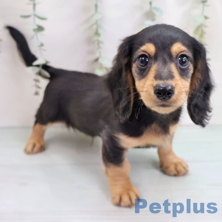 カニーンヘン・ダックスフンドの写真2