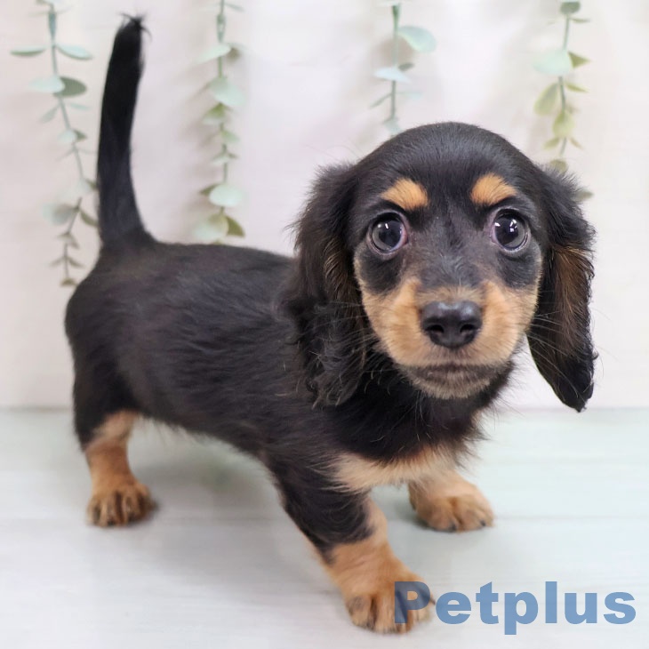 カニーンヘン・ダックスフンド