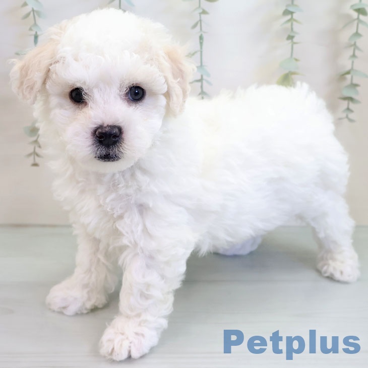 ビション・フリーゼの写真2