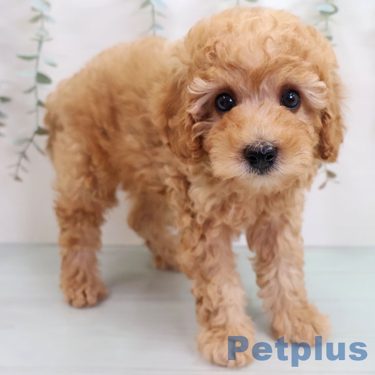 トイ・プードル