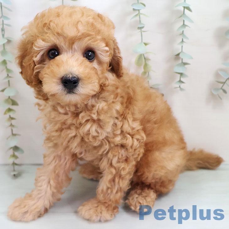 トイ・プードルの写真2