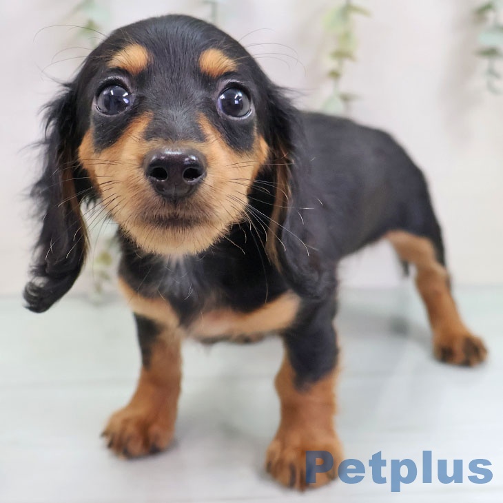 ミニチュア・ダックスフンド