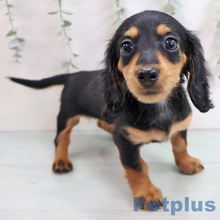 ミニチュア・ダックスフンドの写真2