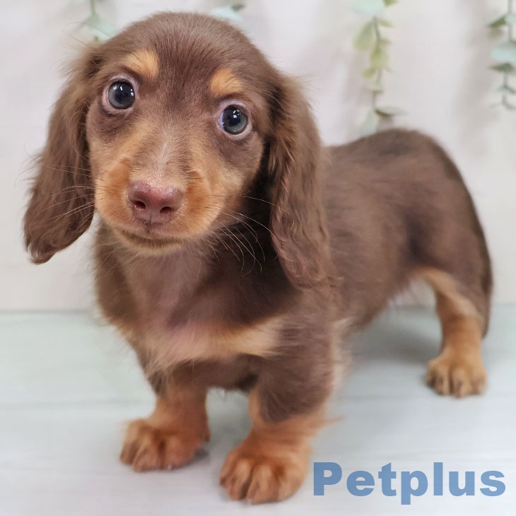 ミニチュア・ダックスフンド