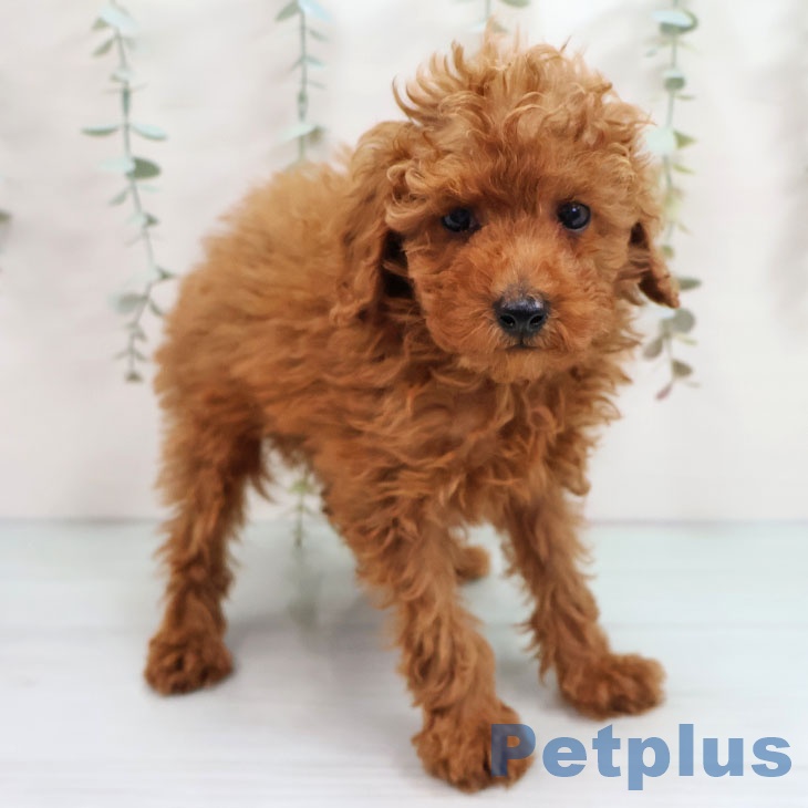 トイ・プードル