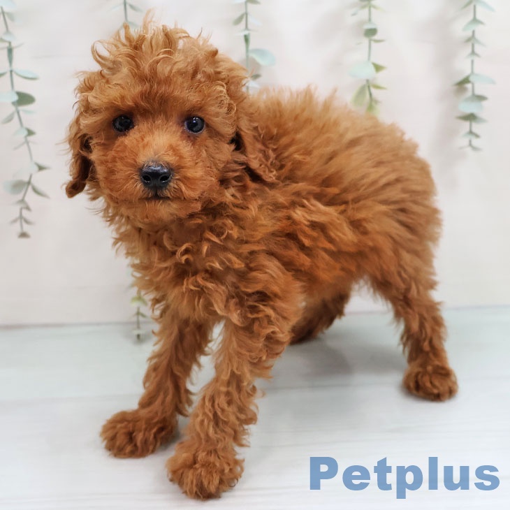 トイ・プードルの写真2