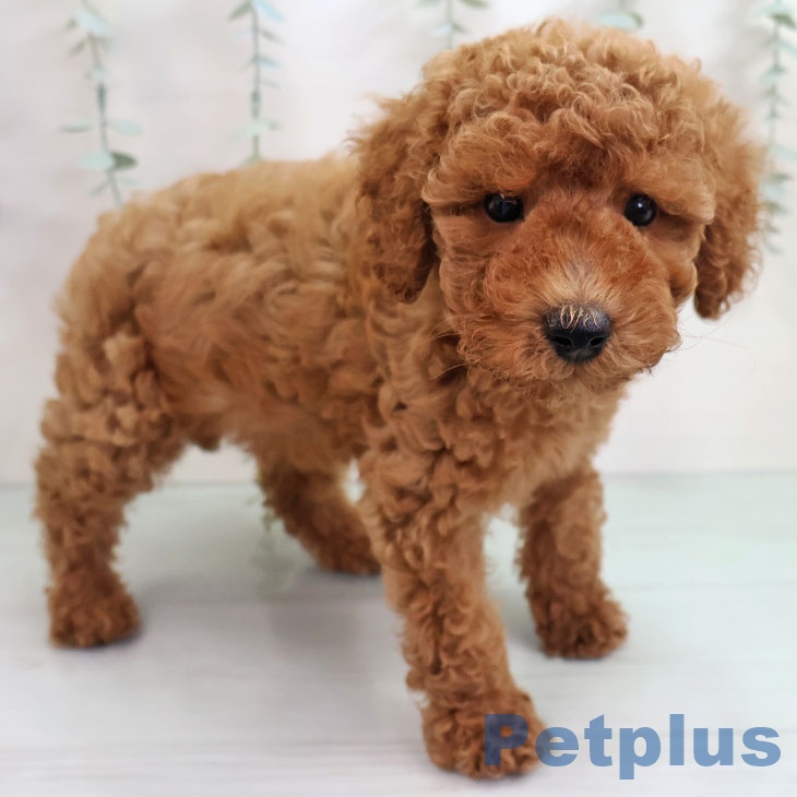 トイ・プードル