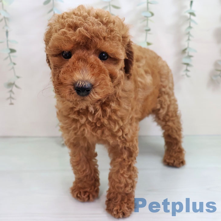 トイ・プードルの写真2