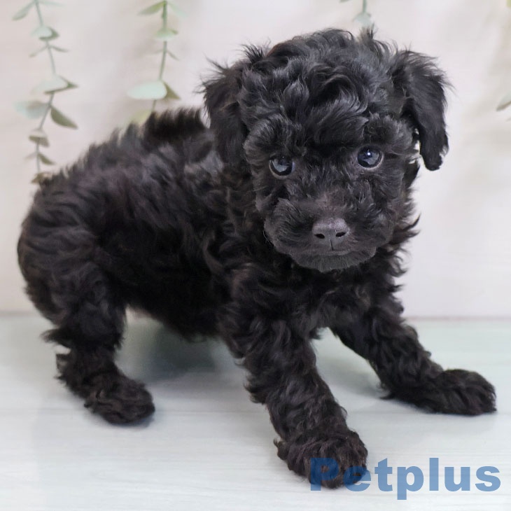 トイ・プードル