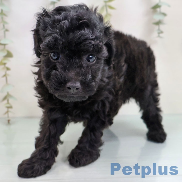 トイ・プードルの写真2