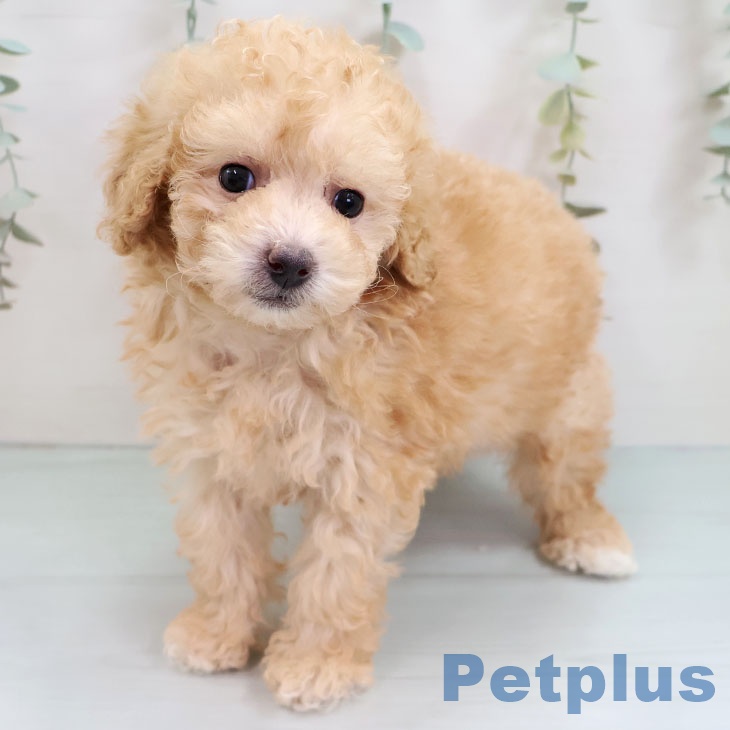 トイ・プードル