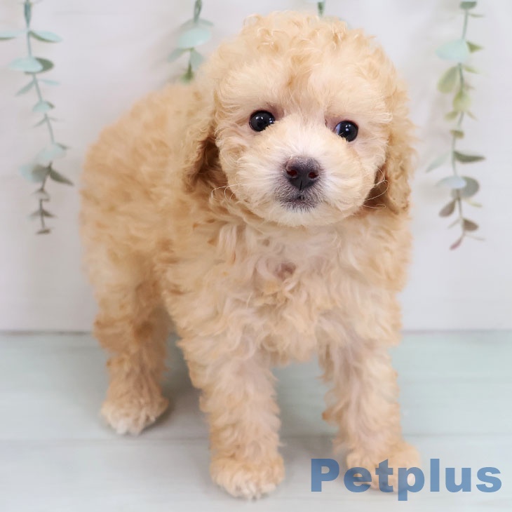 トイ・プードルの写真2