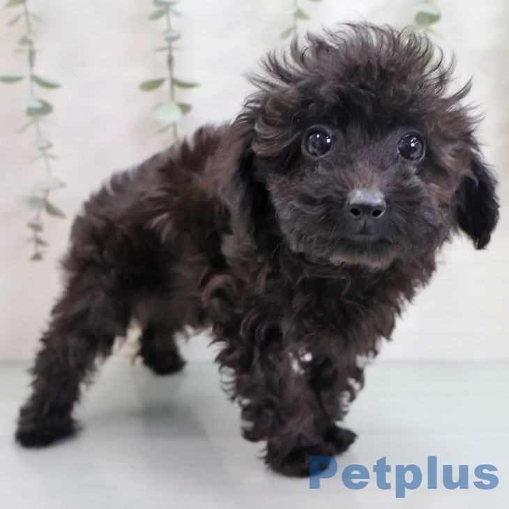 トイ・プードル