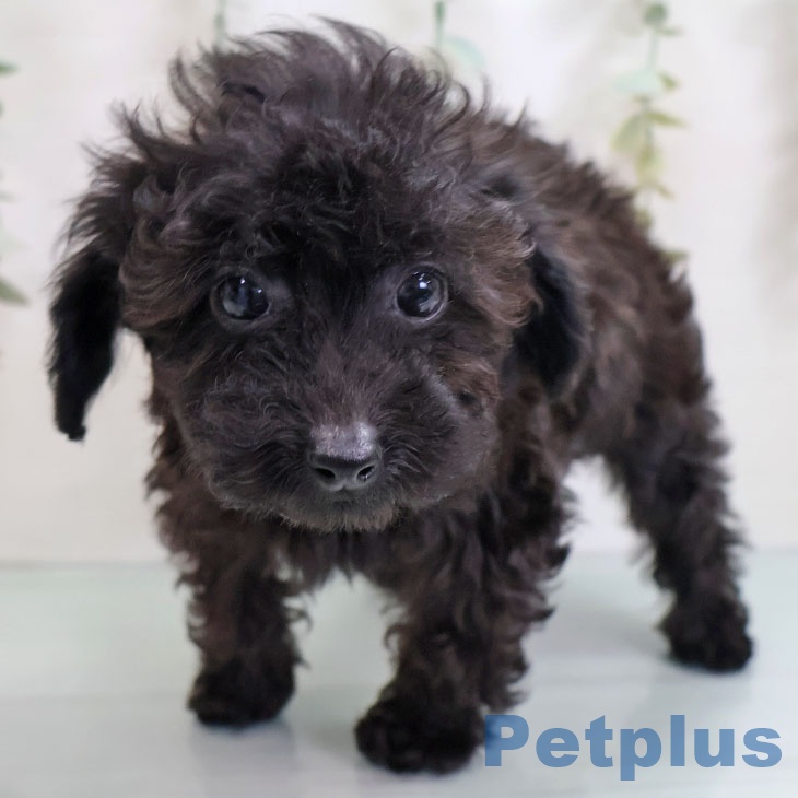 トイ・プードルの写真2