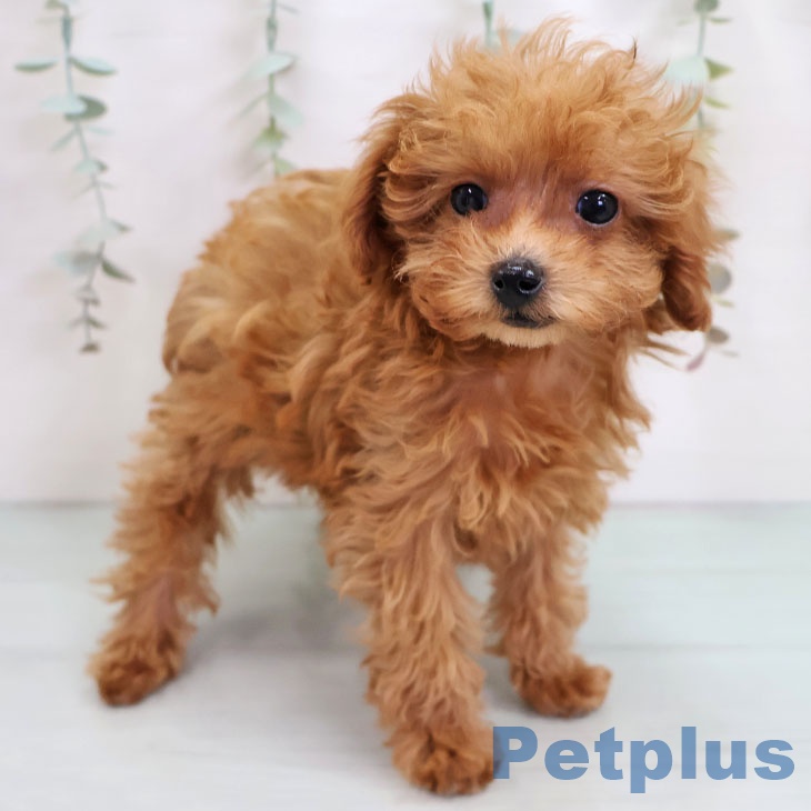 トイ・プードル