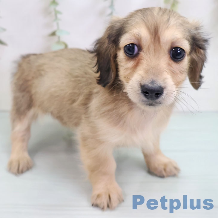 ミニチュア・ダックスフンド