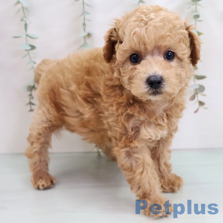 トイ・プードルの写真2