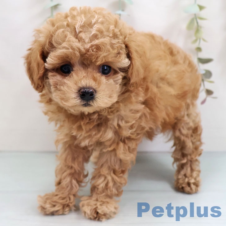 トイ・プードル