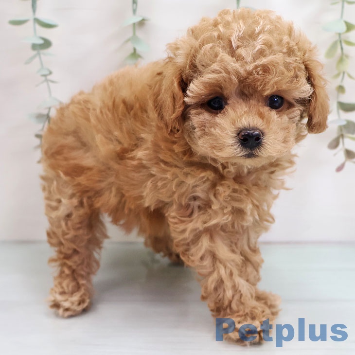 トイ・プードルの写真2