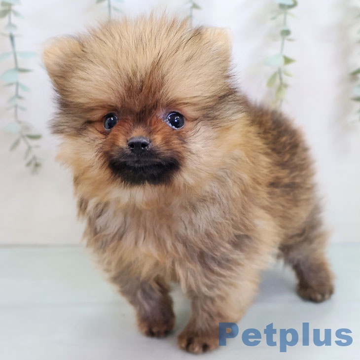 ポメラニアンの写真2