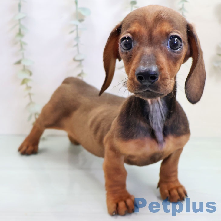 ミニチュア・ダックスフンドの写真2