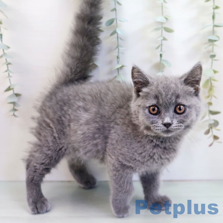 ブリティッシュショートヘア