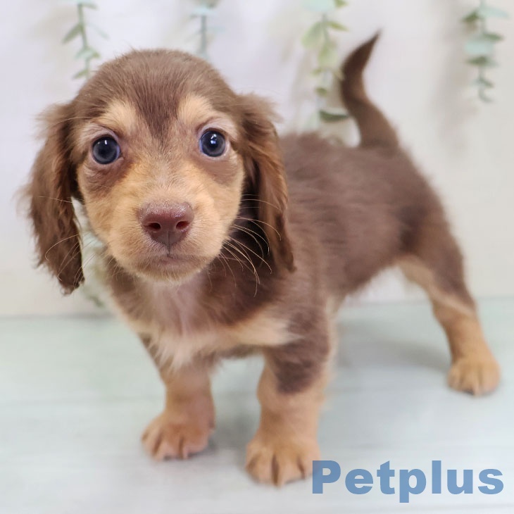 ミニチュア・ダックスフンドの写真2