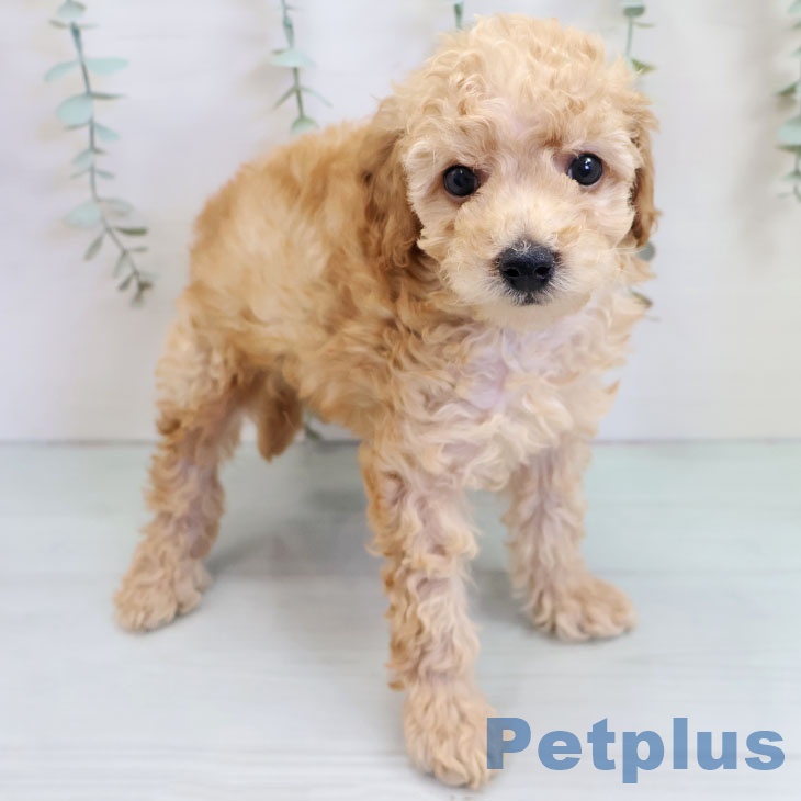 トイ・プードル