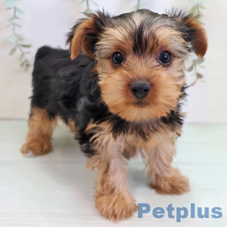 ヨークシャー・テリア