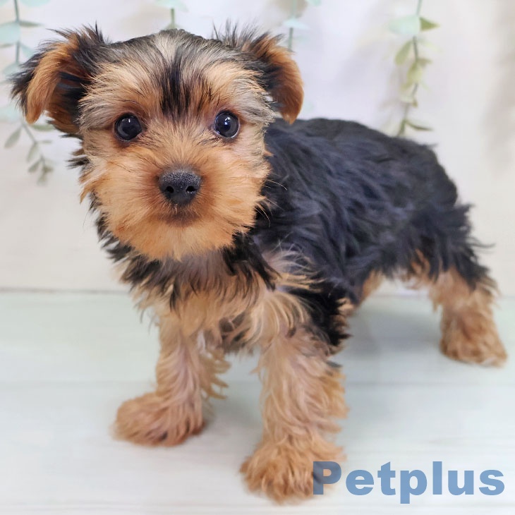 ヨークシャー・テリアの写真2