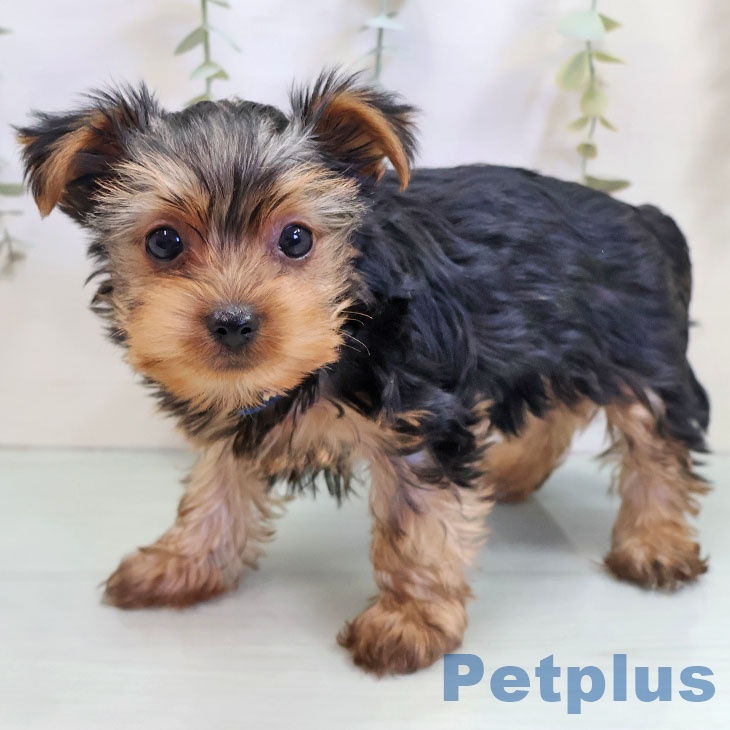 ヨークシャー・テリアの写真2