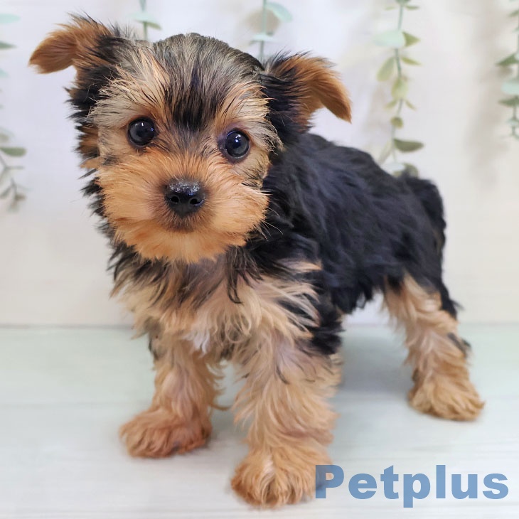 ヨークシャー・テリア