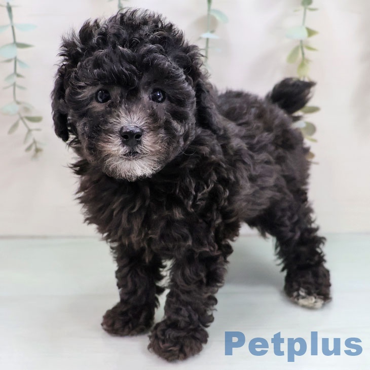 トイ・プードル