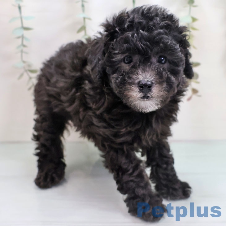 トイ・プードルの写真2