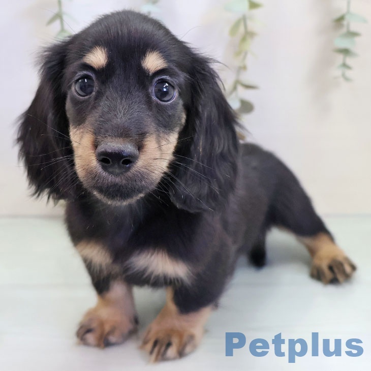 カニーンヘン・ダックスフンド