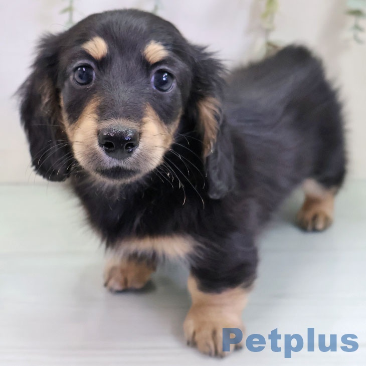 ミニチュア・ダックスフンド